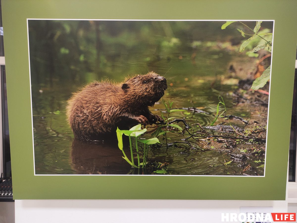 В Гродно открыли польско-белорусскую выставку о пущах. С ее помощью планируют развивать туризм