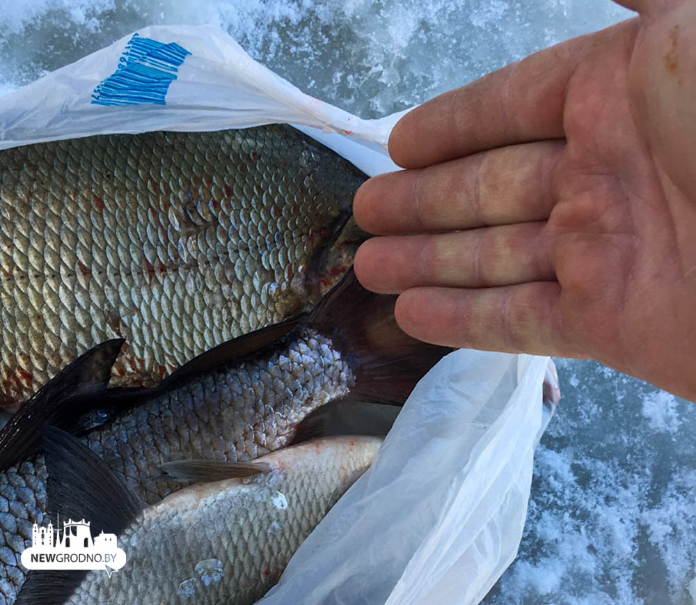 Под Гродно снова массовый лов рыбы. Год назад из-за такого распилили лед