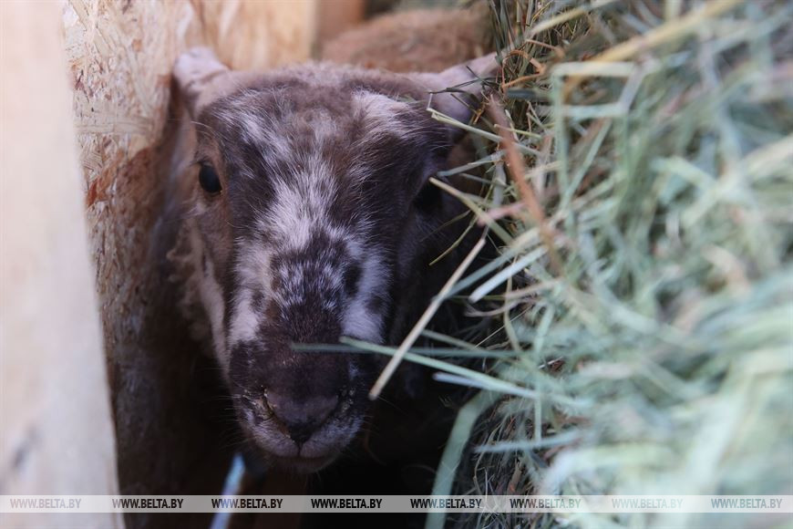 Возле Коложи появился живой вертеп, а к Рождеству в церкви установили копию Даров Волхвов с Афона