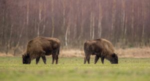 В Беловежской пуще за два дня погибли 23 зубра. Большая часть из них провалилась под лед озера В Беловежской пуще за два дня погибли 23 зубра. Большая часть из них провалилась под лед озера