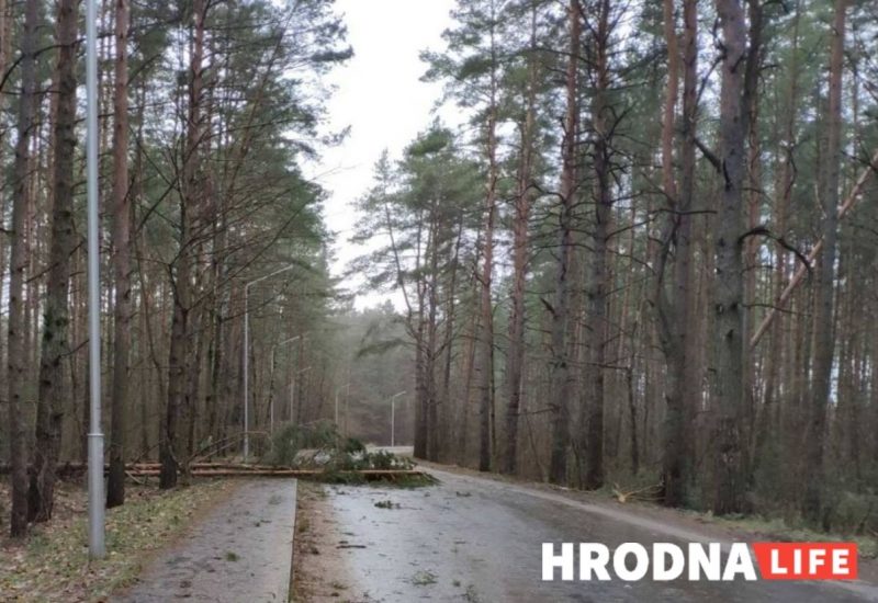 Без электричества осталось восемь населенных пунктов. Что сильный ветер еще повредил на Гродненщине