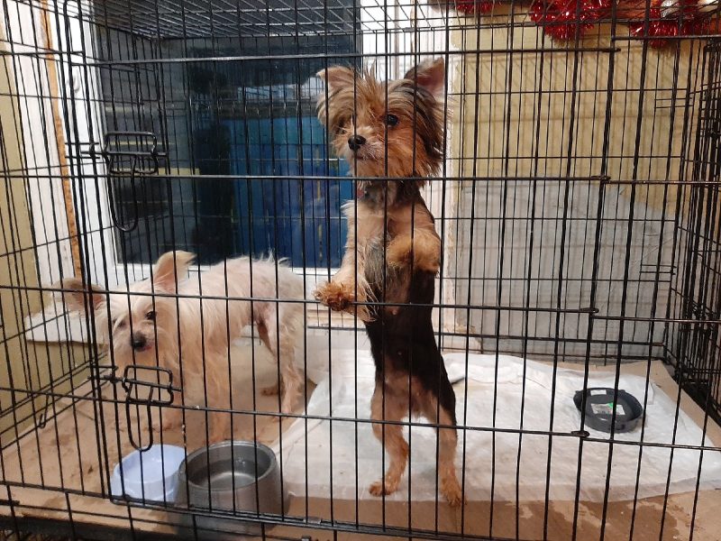 питомник Кореличи собаки