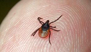 Грибодиета, грибофитнес и гриботерапия. Партизанские способы похудения от редакторки Hrodna.life