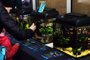 Больше 80 аквариумов и релакс-зона. В Гродно пройдет выставка аквариумных рыб со всего мира