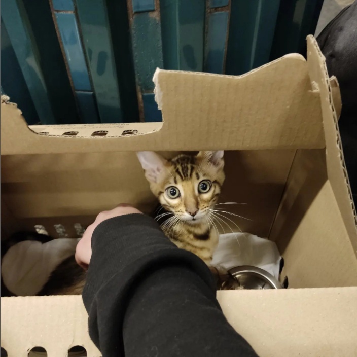 Эвакуявалі катоў і правяралі бамбасховішча. Як жыхары Украіны пражылі першыя дні вайны?