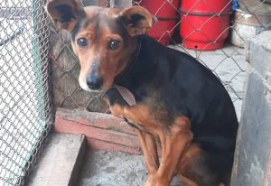 Под Гродно в теле собаки нашли более 20 пуль. Волонтеры ищут того, кто это сделал