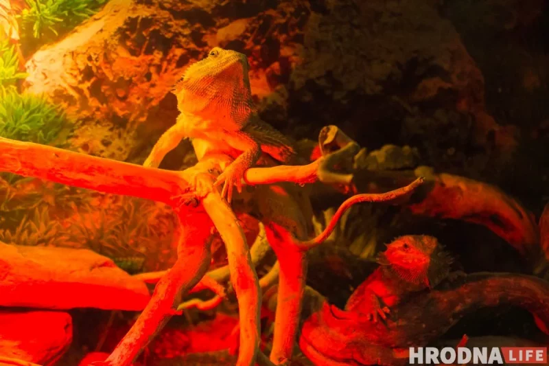 "Кто-то кого-то всегда может съесть". Как гродненец держит дома экзотических животных