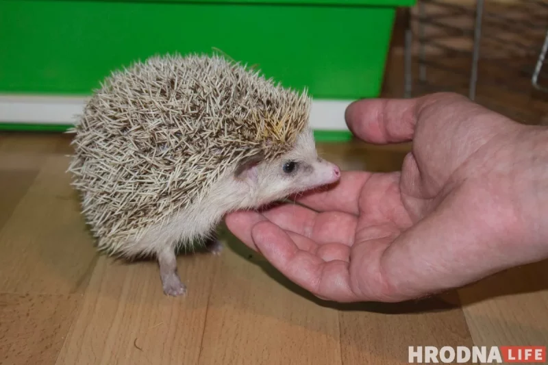 "Кто-то кого-то всегда может съесть". Как гродненец держит дома экзотических животных