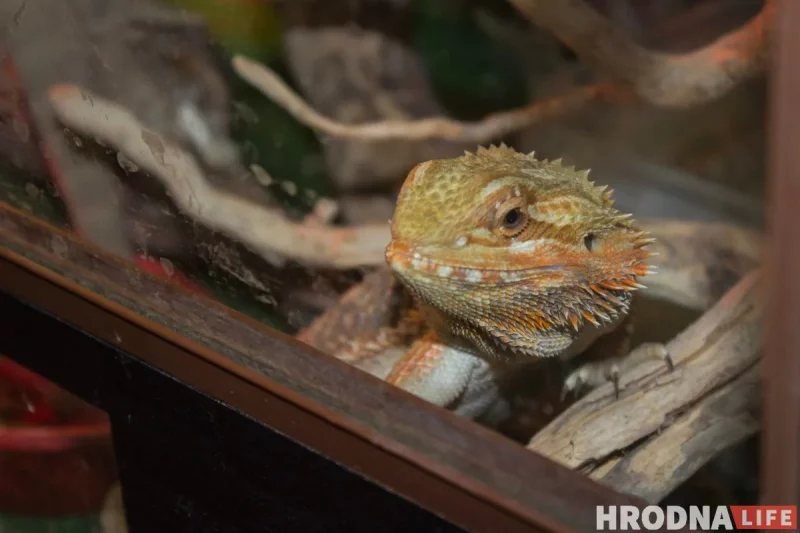 "Кто-то кого-то всегда может съесть". Как гродненец держит дома экзотических животных