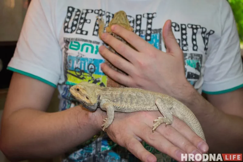 "Кто-то кого-то всегда может съесть". Как гродненец держит дома экзотических животных