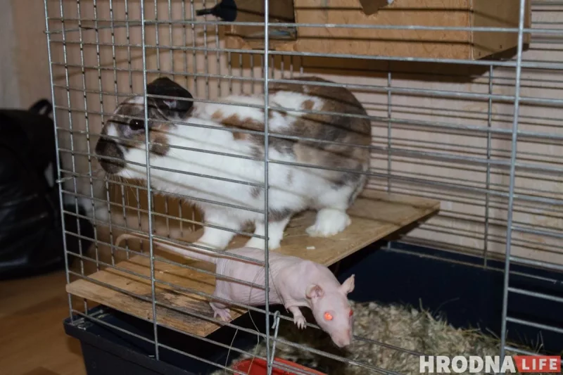 "Кто-то кого-то всегда может съесть". Как гродненец держит дома экзотических животных