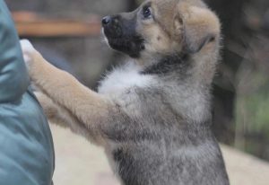 За убийство - месяц ареста. В Гродно осудили живод`ра, который повесил в Пышках собаку