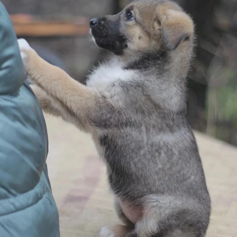 "Она врала изначально”. Гродненские зоозащитники просят прокуратуру продолжить расследование убийства щенка