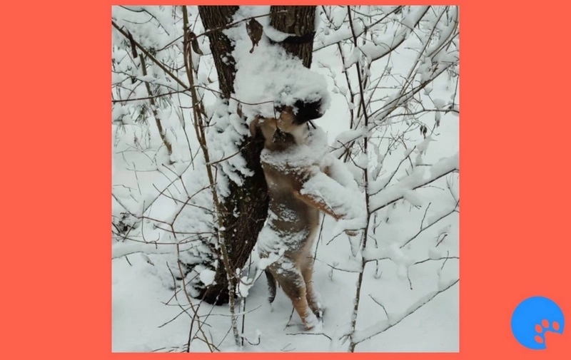 "Она врала изначально”. Гродненские зоозащитники просят прокуратуру продолжить расследование убийства щенка
