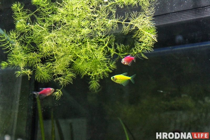 Рыба-Лунтик и черный телескоп: в Гродненском зоопарке после 8 лет реконструкции открылся аквариум