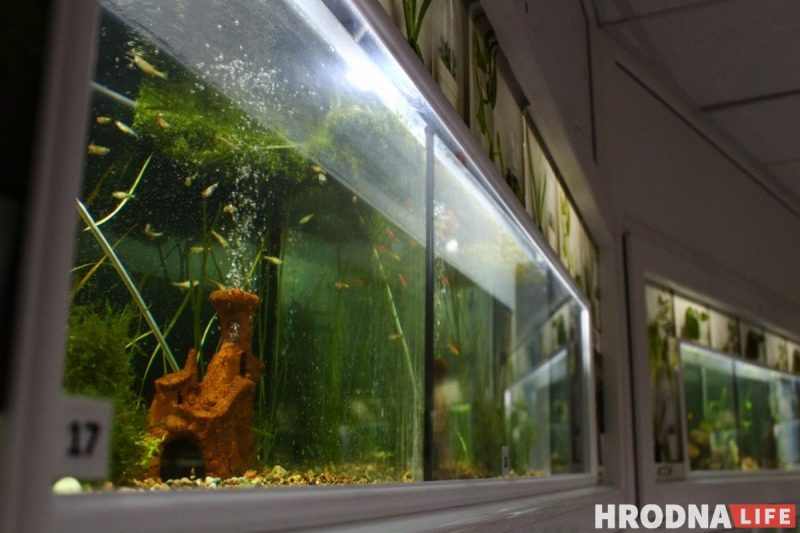 Рыба-Лунтик и черный телескоп: в Гродненском зоопарке после 8 лет реконструкции открылся аквариум