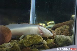 Рыба-Лунтик и черный телескоп: в Гродненском зоопарке после 8 лет реконструкции открылся аквариум Рыба-Лунтик и черный телескоп: в Гродненском зоопарке после 8 лет реконструкции открылся аквариум