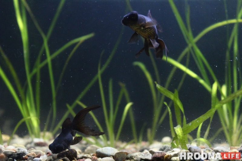 Рыба-Лунтик и черный телескоп: в Гродненском зоопарке после 8 лет реконструкции открылся аквариум