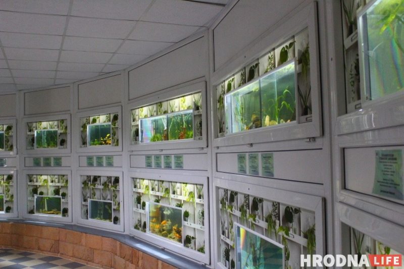 Рыба-Лунтик и черный телескоп: в Гродненском зоопарке после 8 лет реконструкции открылся аквариум