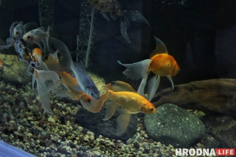 Рыба-Лунтик и черный телескоп: в Гродненском зоопарке после 8 лет реконструкции открылся аквариум