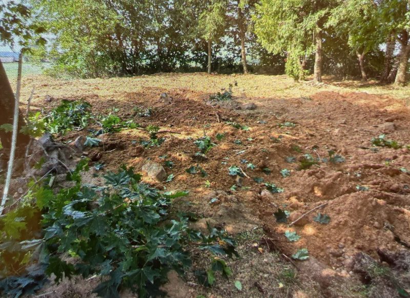  сурконты польское кладбище разрушение