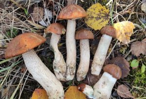 Ведра, пакеты, тазики. Смотрите, как гродненцы собирают грибы Грибы из Гродно. Фото: www.instagram.com/vesna_alena_/