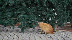 Елка на Советской будет "умной". Как Гродно украсят к Новому году новый год елка на советской