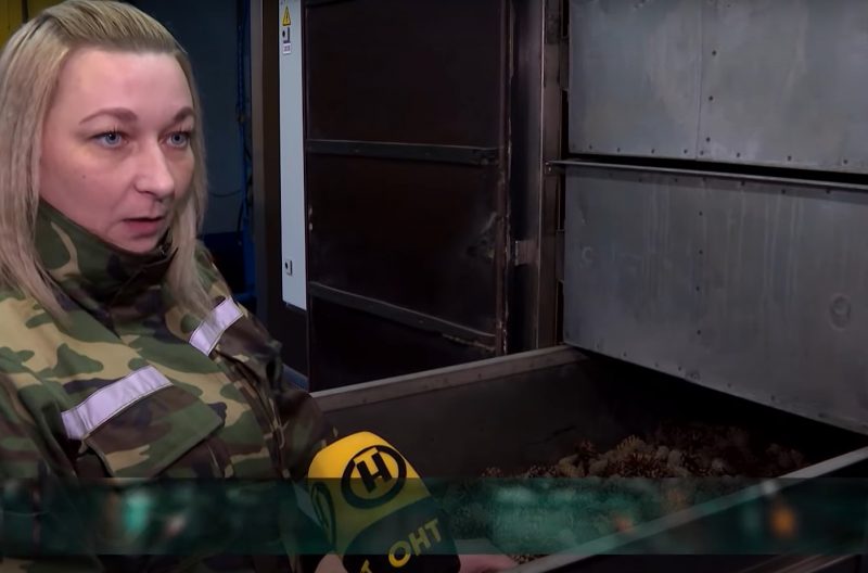 Зима - время сбора урожая. Как в Гродненской области выращивают шишки для всей Беларуси