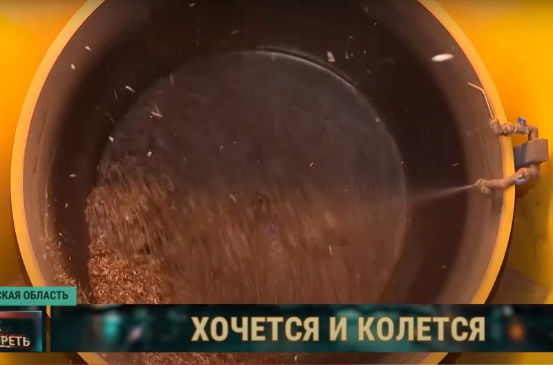 Зима - время сбора урожая. Как в Гродненской области выращивают шишки для всей Беларуси