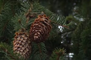 Зима - время сбора урожая. Как в Гродненской области выращивают шишки для всей Беларуси