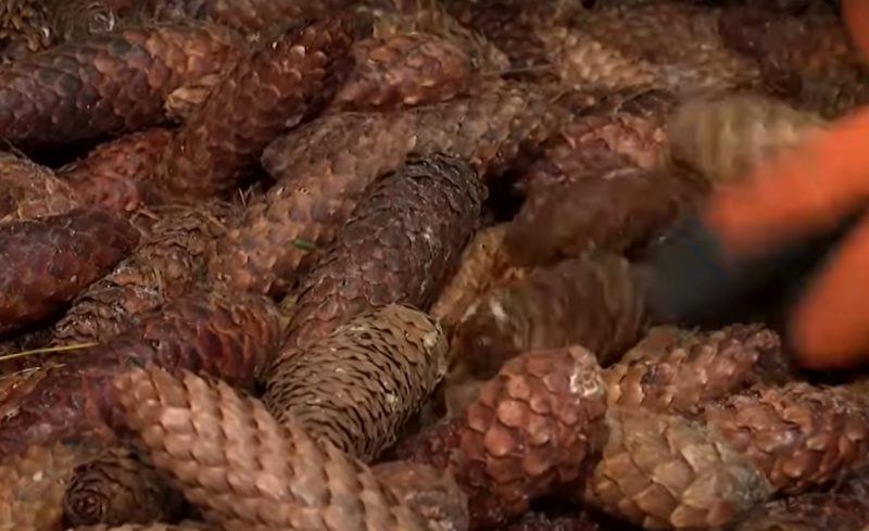 Зима - время сбора урожая. Как в Гродненской области выращивают шишки для всей Беларуси