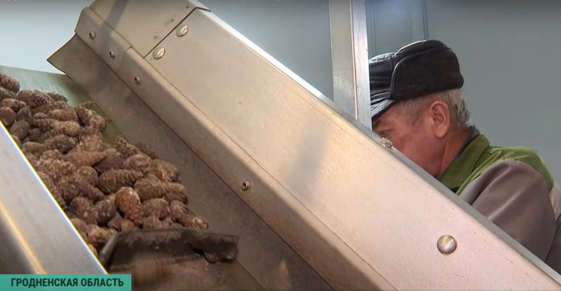 Зима - время сбора урожая. Как в Гродненской области выращивают шишки для всей Беларуси