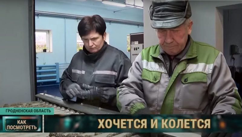 Зима - время сбора урожая. Как в Гродненской области выращивают шишки для всей Беларуси
