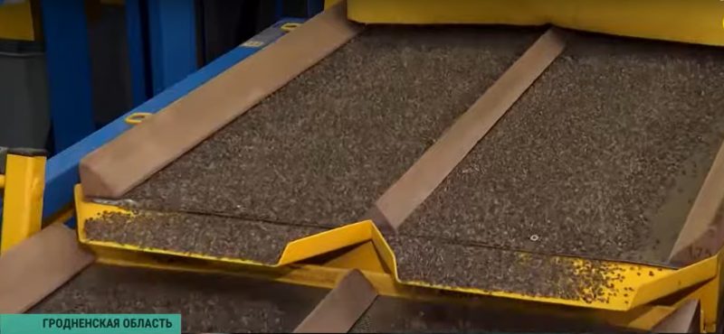 Зима - время сбора урожая. Как в Гродненской области выращивают шишки для всей Беларуси