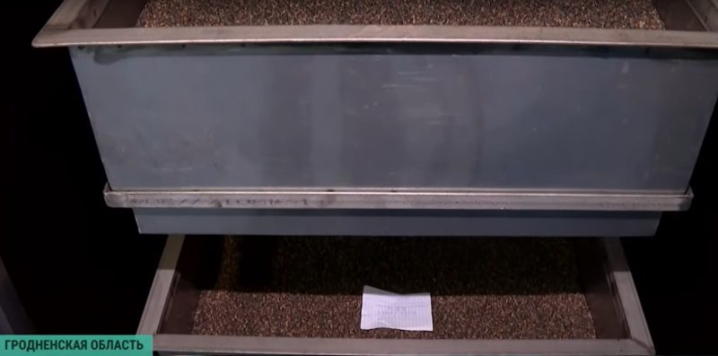 Зима - время сбора урожая. Как в Гродненской области выращивают шишки для всей Беларуси