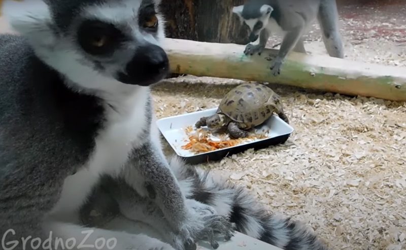 Лемуры и черепахи