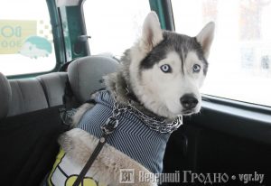 К ветеринару, грумеру либо на выставку. Как в Гродно работает зоотакси “Вожык" Зоотаксі ў Гродне