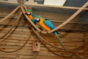 В Гродненском зоопарке спасают птиц. Как они туда попадают? Попугайня в Гродно