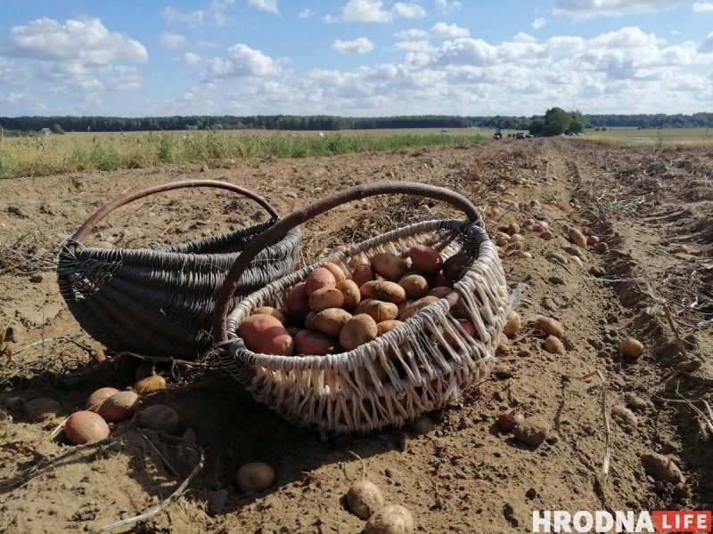 Осенью у белорусов будут большие выходные: когда переносы картошка