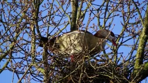 В Гродненском зоопарке спасают птиц. Как они туда попадают? Нильский гусь