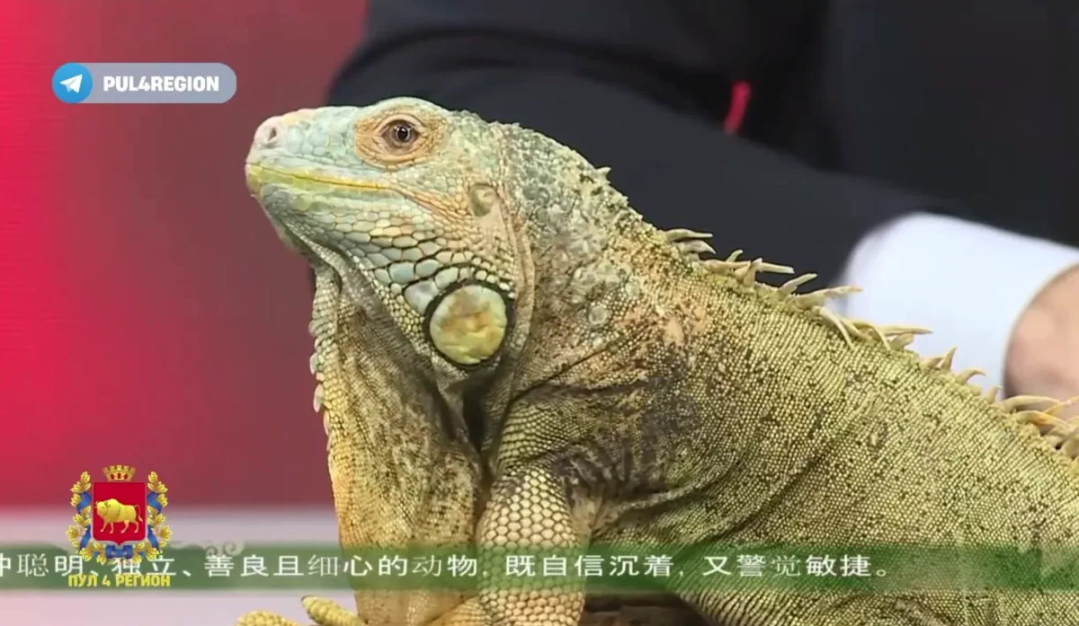 Игуана Ася из гродненского зоопарка стала в Гродненской области символом 2024 года по восточному календарю
