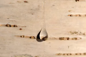 Вот-вот пойдет березовый сок. Как собирать, и что будет, если нарушить правила? как собирать березовый сок