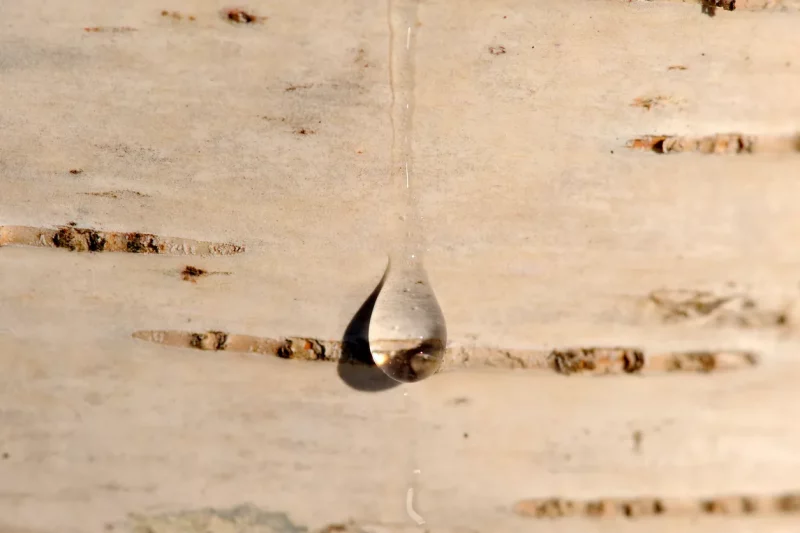 как собирать березовый сок