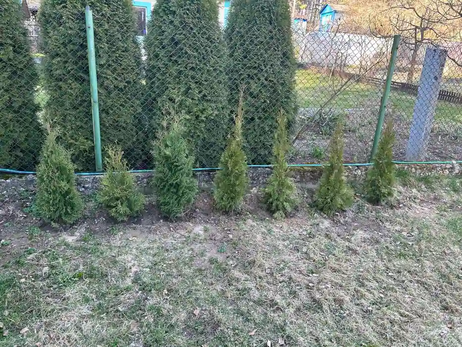 “Озеленение – дорогая и системная работа”. 5 способов (не) посадить деревья в Гродно, Бресте, Могилёве и по всей Беларуси