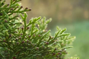 Под Гродно уничтожили конопляное поле Под Гродно уничтожили конопляное поле