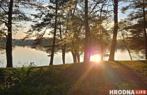 Под Гродно уничтожили конопляное поле Под Гродно уничтожили конопляное поле