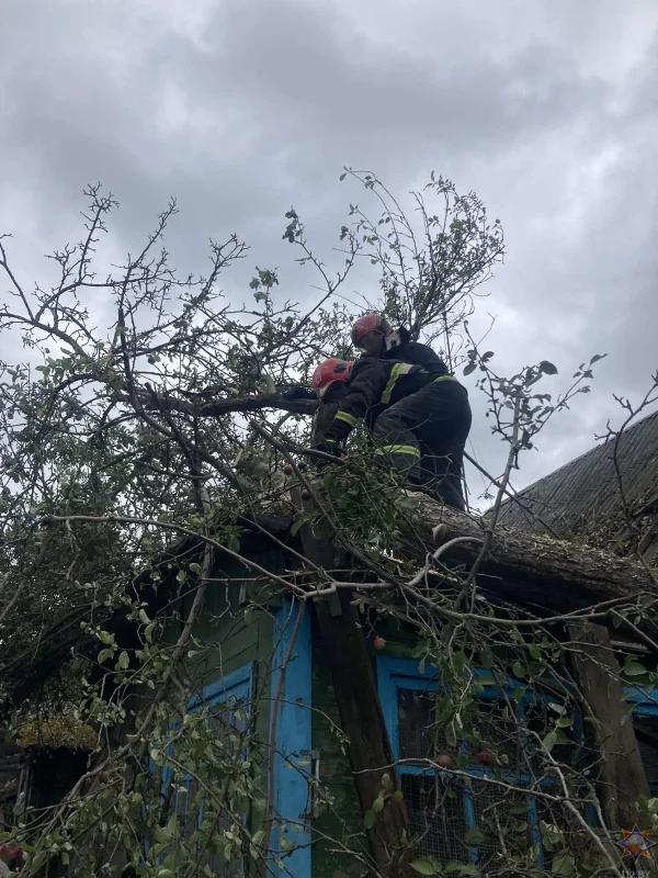 Падалі на дарогі, машыны і дамы: шквалісты вецер паламаў дзясяткі дрэў у Гродзенскай вобласці