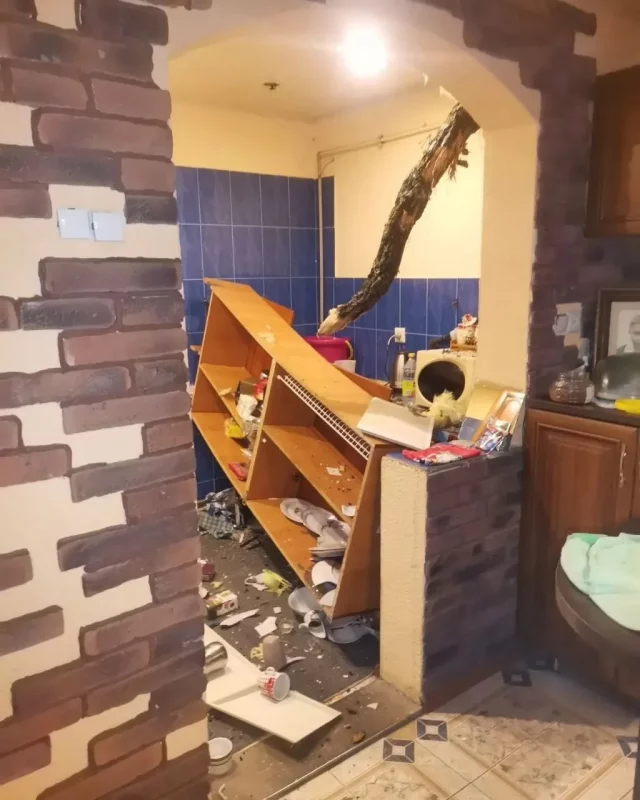 Падалі на дарогі, машыны і дамы: шквалісты вецер паламаў дзясяткі дрэў у Гродзенскай вобласці