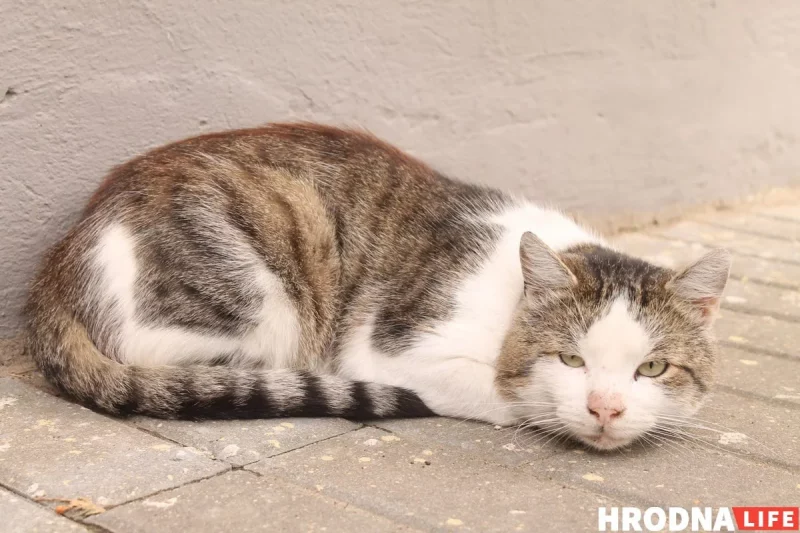 Бездомный кот на улице Гродно. Фото иллюстративное из архива Hrodna.life
