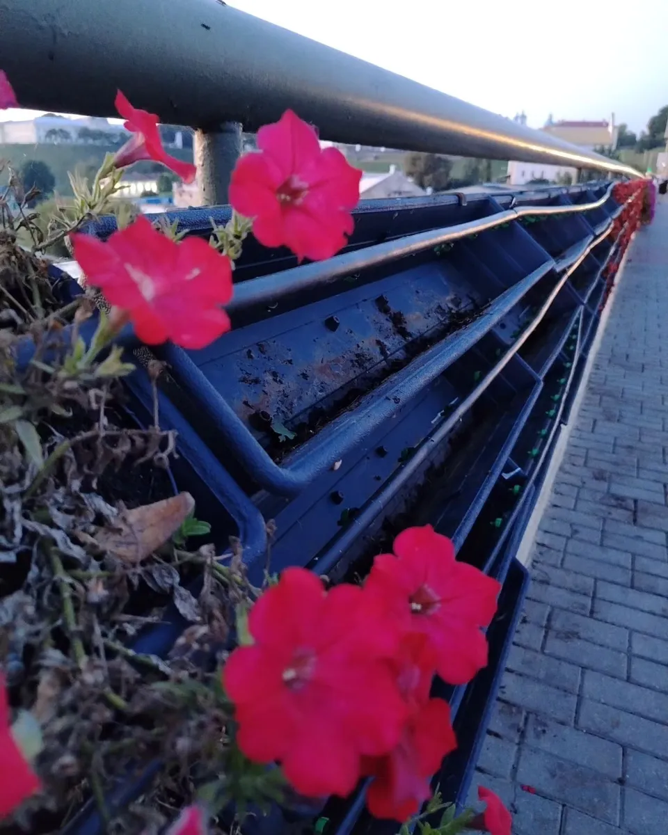 кветкі на старым мосце